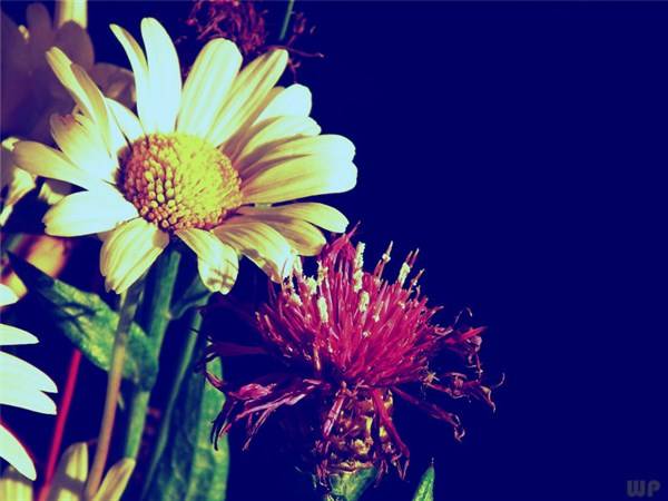 生活|八月最精致的早安心语，经典睿智，元气满满！