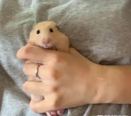 画面|原来小动物拍照也会摆POSE!网友意外捕捉到一个经典画面