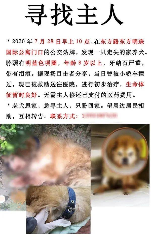 五百|老年宠物犬被遗弃，警方传唤养犬人：罚款五百元，吊销犬证