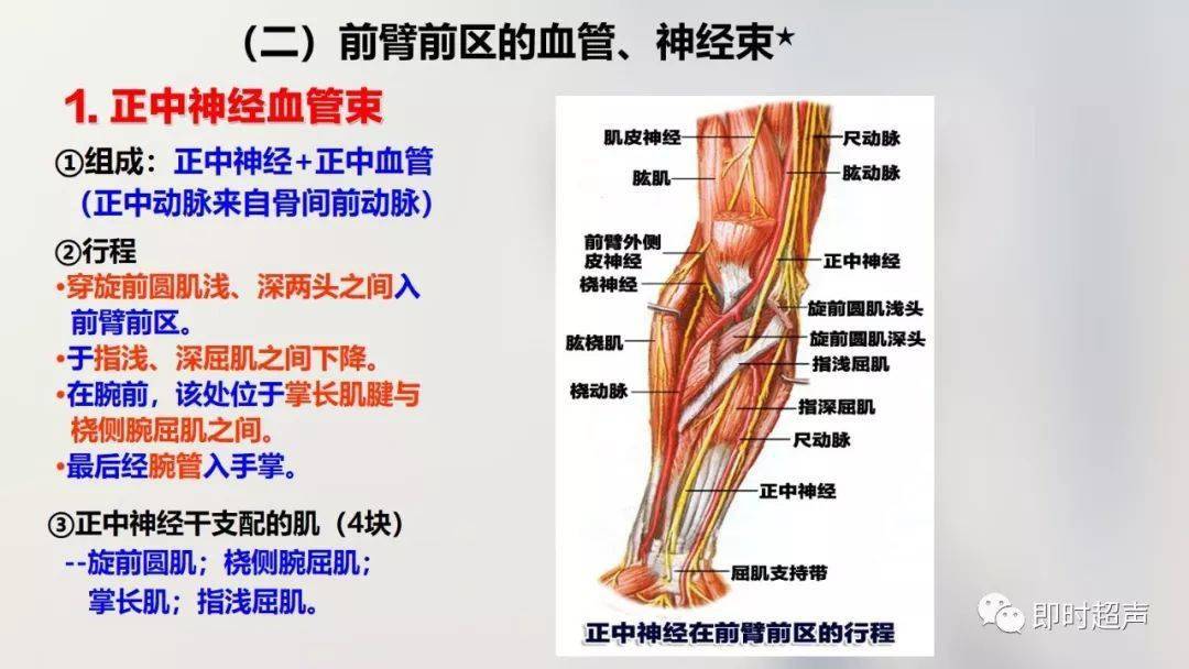 解剖骨肌丨详细的上肢解剖图示注解_动脉