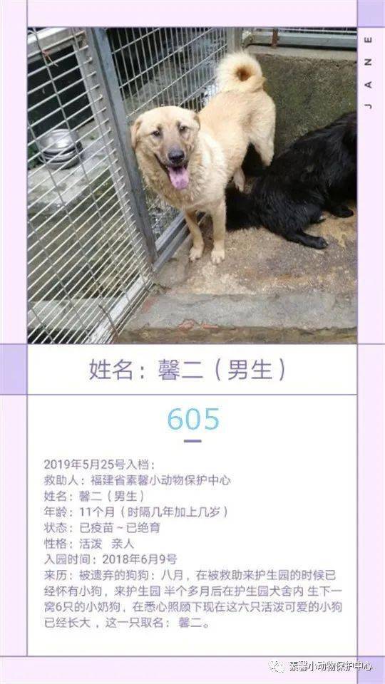 狗狗|流浪狗狗助养计划 | 素馨小动保护生园基地动物小档案(584-611)共10只