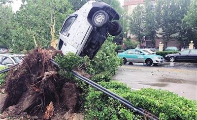 树木|行道树为何弱不禁风（图）