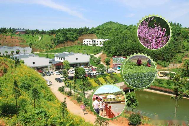 株洲有个旅游休闲山庄,300亩荷花盛开,还有黄桃采摘_庄园