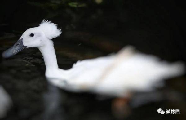 白鸭|【探索】上海豫园迎来到四只“珍稀古禽”，大家来看鸭！