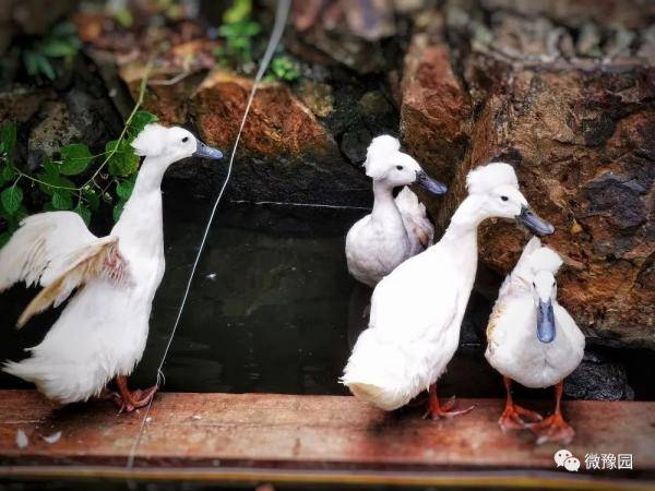 白鸭|【探索】上海豫园迎来到四只“珍稀古禽”，大家来看鸭！