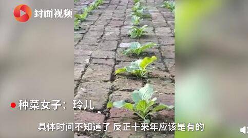 青蕉|神奇！女子在院子里砖头缝中种瓜果蔬菜长势喜人
