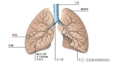 疾病|江苏省中医院间质性肺病专病门诊启动！