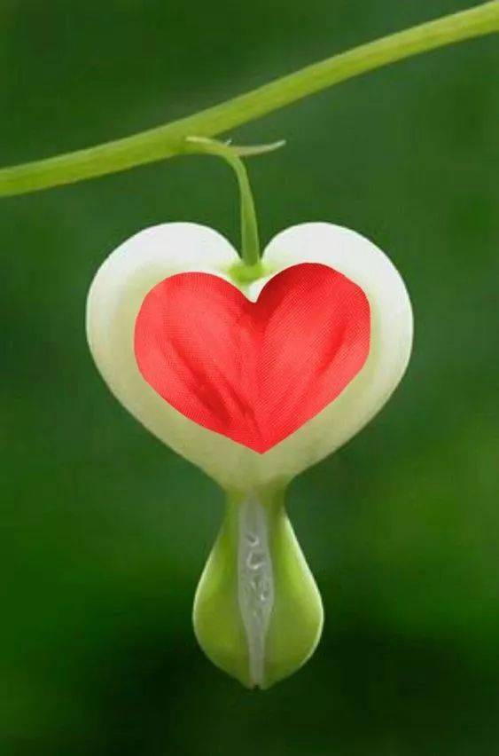 绿叶|稀世奇花今天终于开了！1500年才拍到一次！见者增福添寿！