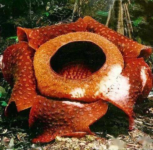 绿叶|稀世奇花今天终于开了！1500年才拍到一次！见者增福添寿！