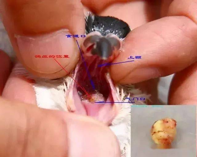 毛滴虫的歪理邪说骗了我们这么多年,结果都相信了