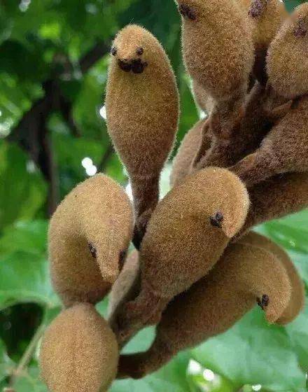 绿叶|稀世奇花今天终于开了！1500年才拍到一次！见者增福添寿！