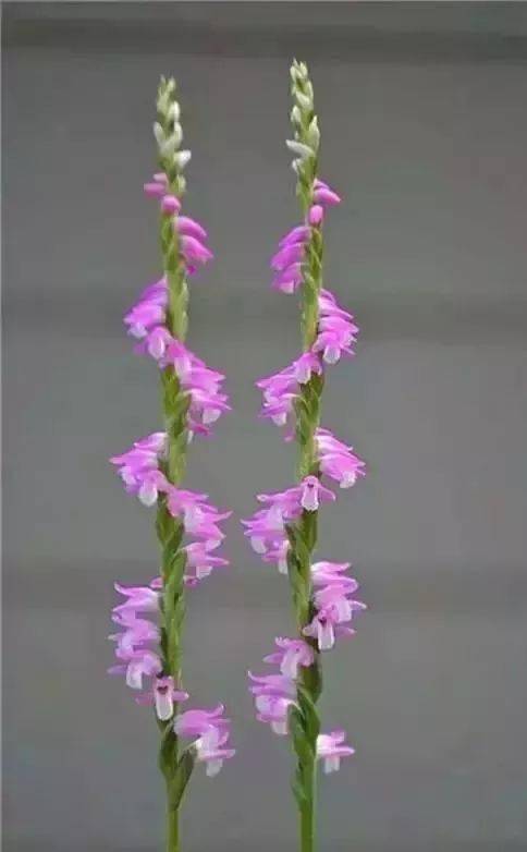 绿叶|稀世奇花今天终于开了！1500年才拍到一次！见者增福添寿！