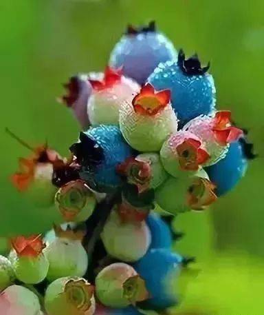 绿叶|稀世奇花今天终于开了！1500年才拍到一次！见者增福添寿！