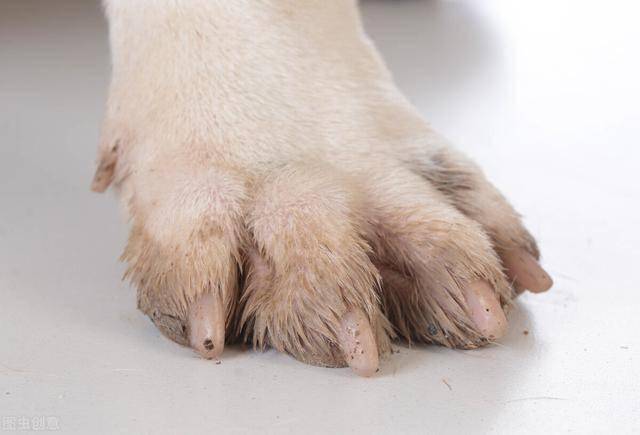 狗狗经常洗脚,容易得趾间炎,主人应该如何预防?