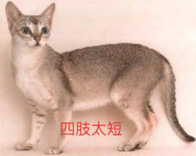 919944dcae844aedb635411ab394cec3.png