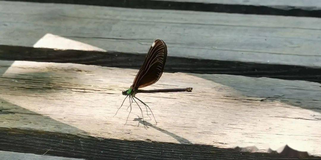 db1ba226d1774a88843dd500f8e96930.jpeg