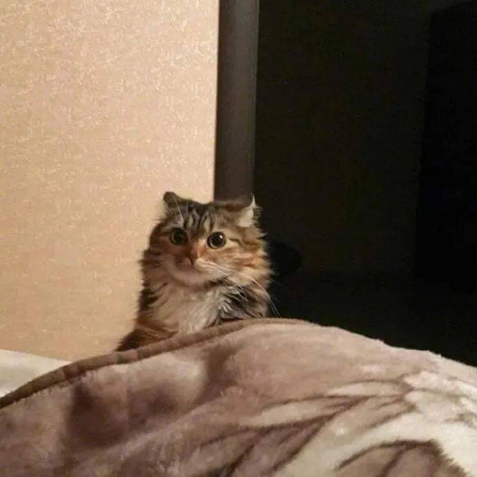 猫咪每天6点都会把主人吵醒,然后铲屎官开启了疯狂报复