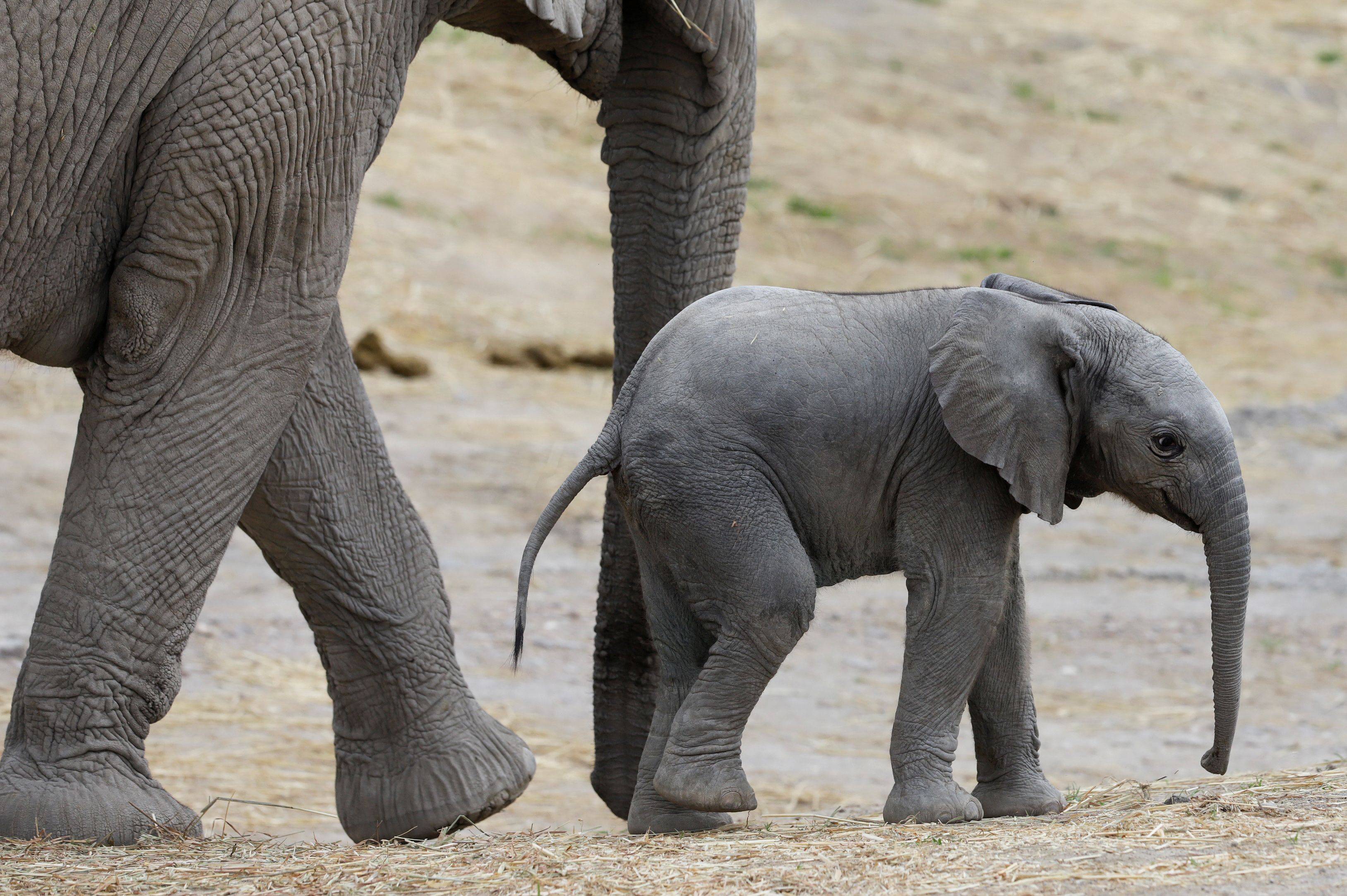 这是8月12日在墨西哥巴尔塞基略的动物园里拍摄的大象宝宝.