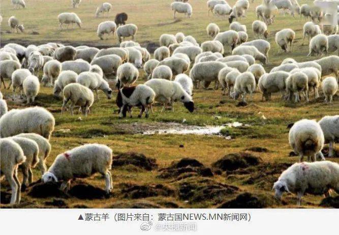 【亚博App安全有保障】
蒙古国的30000只羊要来了！网友：嘴角流下感动的泪水