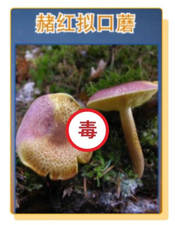 杨维涵|云南人吃菌等级考试