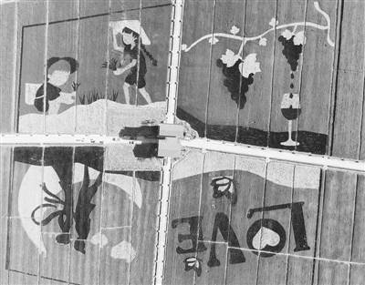 红旗村|300亩“艺术稻田”扮靓乡村