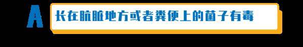 杨维涵|云南人吃菌等级考试