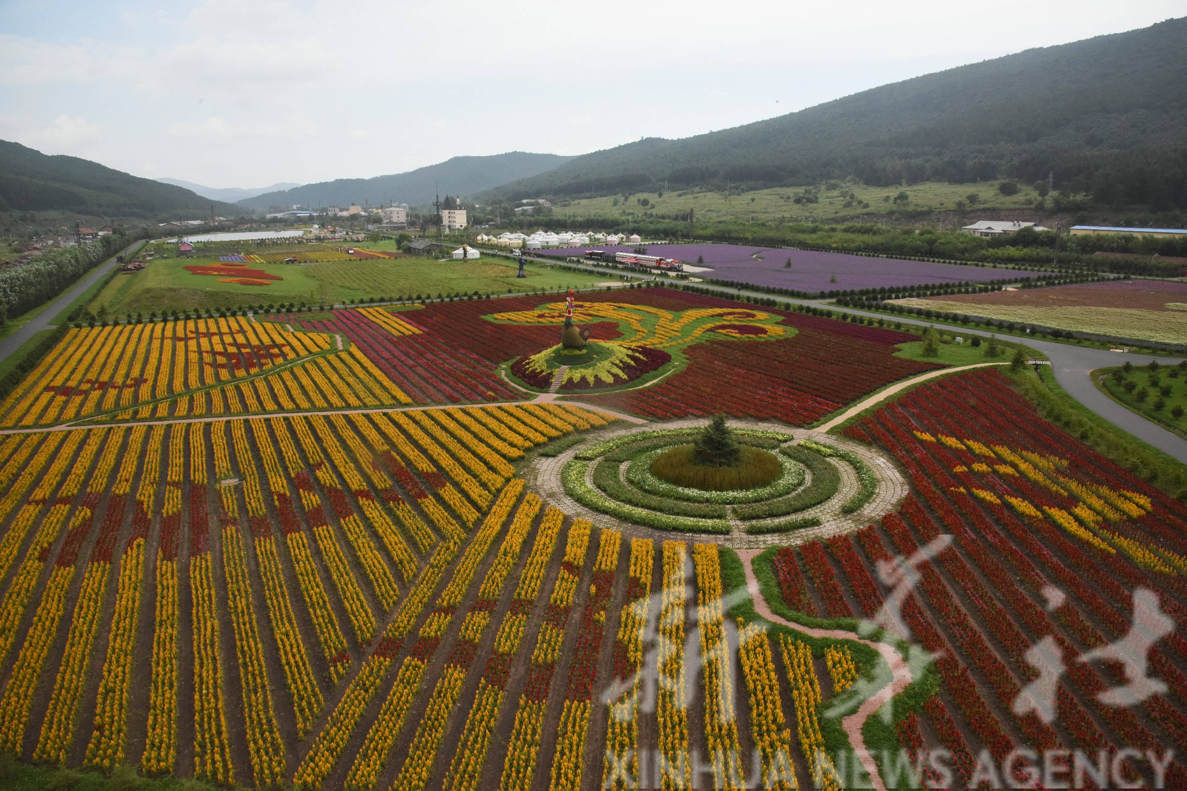 黑龙江|“两花经济”引领老林区蝶变