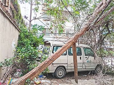 树身|多年大树严重倾斜 木棍支撑安全堪忧