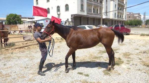噩耗传来|3男子骑马冲进海里救起12岁男孩！半个月后，噩耗传来…