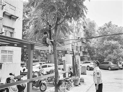 文化路|小男孩爬上车棚下不来 哭了 巡防员闻讯赶来施援手 点赞