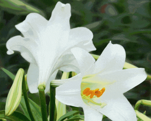 状如喇叭粉嫩清香 山风吹来,随枝条摇曳 山间百鸟啁啾,空谷回响 百合