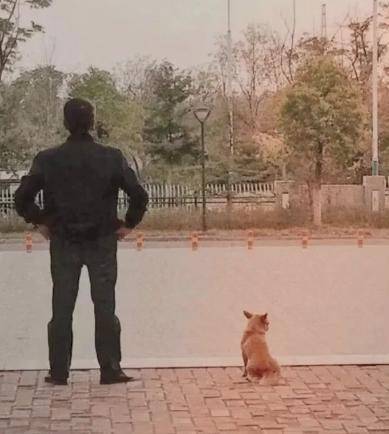 阿黄|痛心！老校长刚退休，养了5年的流浪狗被保安杀害了