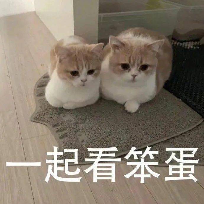 猫跟狗的表情包 d7bbd0d5c8ce4dc0b24890aa8e3b7c75.jpeg