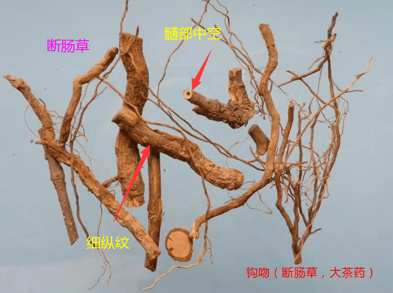 五指毛桃汤中毒致命真凶原来是它街坊们请警惕