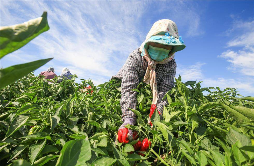 农民在辣椒种植基地采摘辣椒.陶维明 摄