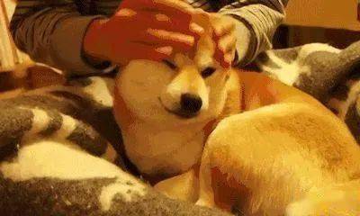 狗狗缺乏安全感怎么办 b11212ade63943cb854342da3acc4f41.jpeg