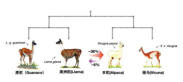 神兽|“神兽”羊驼，究竟是羊还是驼？