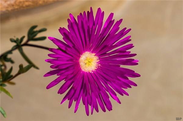 风景|一些风景再好，也不属于自己，有些情感，路过交错，早安