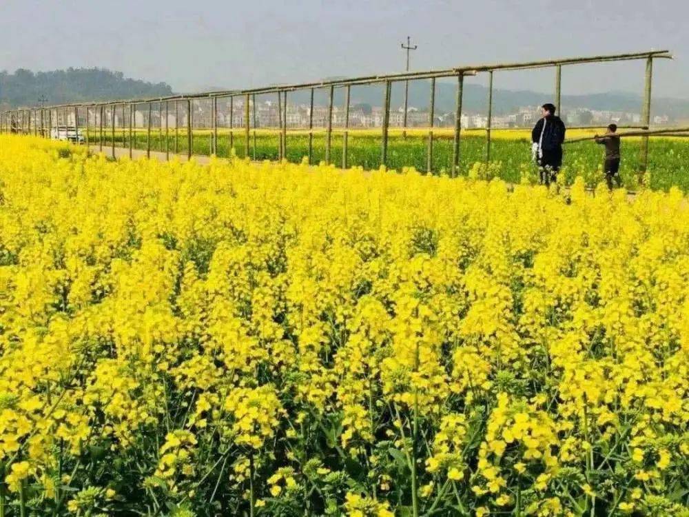 炎陵gdp_炎陵黄桃(2)