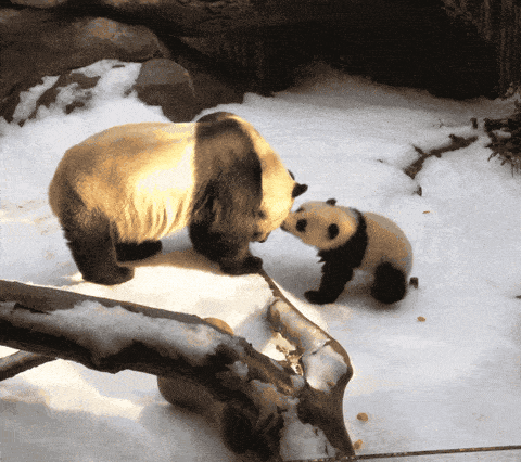 搞笑动态趣图gif:哦我的天啊