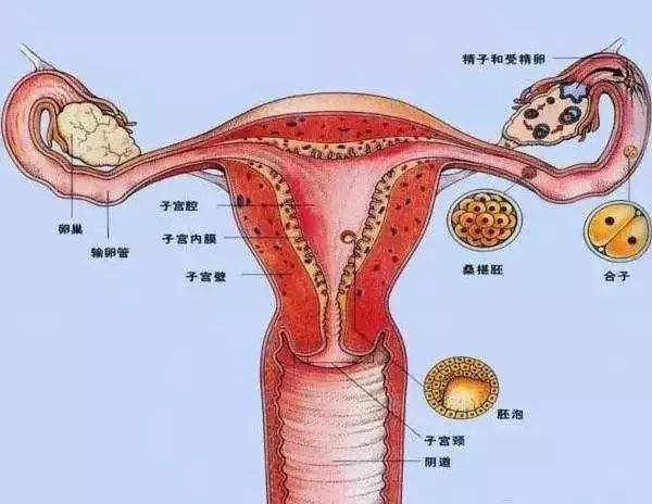 子宫到底残留多少"垃圾"?女人排毒,只需一招!