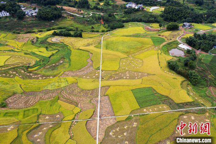 四川叙永:田间稻浪香 稻农收割忙_水稻