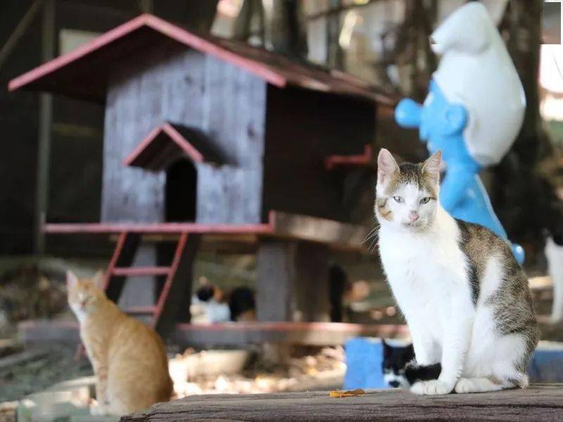 哪里有收猫的 2dac794ebccd4f1d8b37b9d8836bee31.jpeg