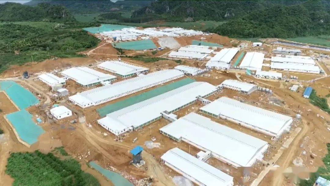 宁明华侨农场积极发展养殖场项目托起致富梦