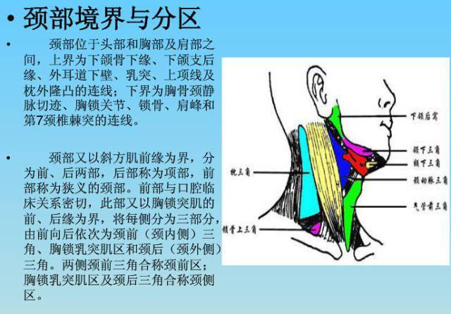 图文并茂的颈部ct解剖,抓紧收藏了吧!