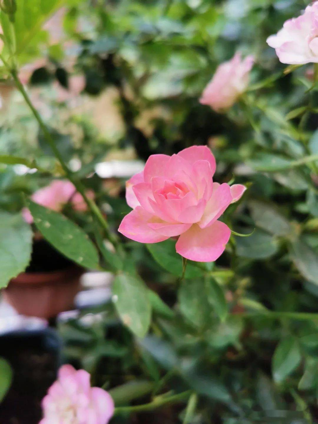 月季花有没有种子 93b9232a0b534cc99913740e06fb1400.jpeg