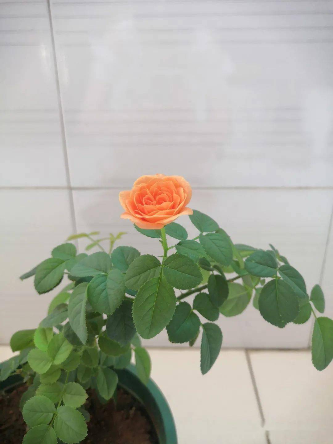 月季花有没有种子 d86a4db8841f4b9587b3ab57a6e79e94.jpeg