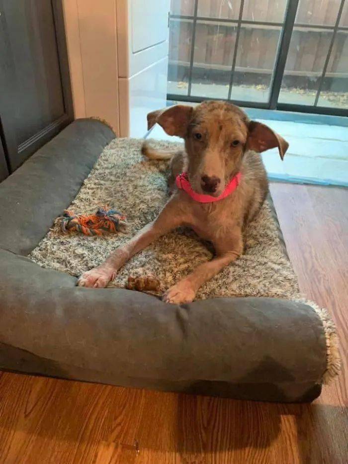 梦中狗咬，午间小憩的隐喻与前兆解析