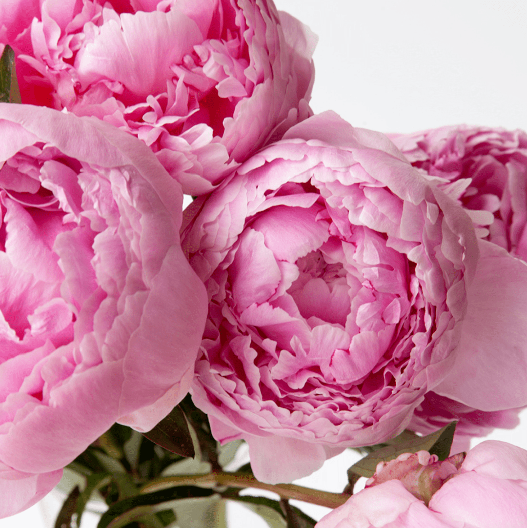 粉色|梦幻七夕，我和粉色香水有个约会！