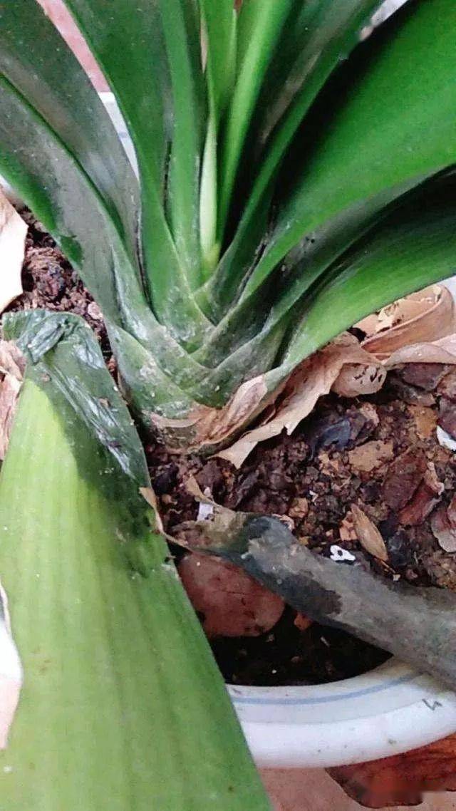 龟背竹长出来的根怎么处理 2da1b3175fd84e73a8b8fedb280ee421.jpeg